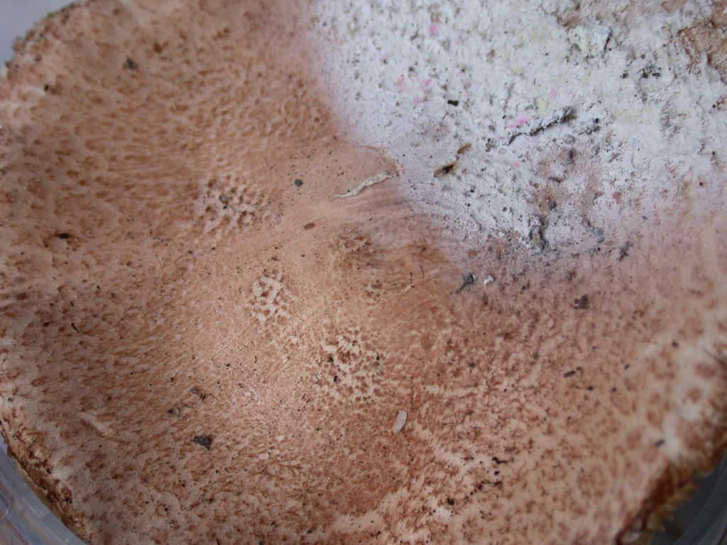 Lepiota cortinarius